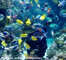 Idées d'une semaine de vacances type à Montpellier - Ⓒplanet_oceanmontpellier