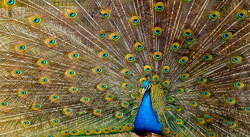 Ferme aux oiseaux exotiques