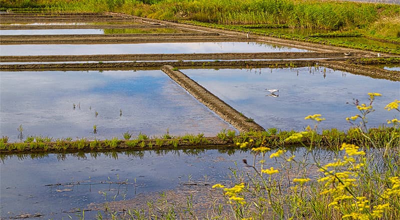 Marais salants 