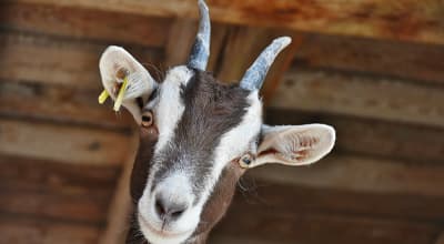 La Ferme "Tout Là Ô" 