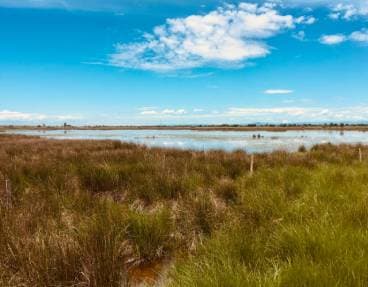 Parc naturel régional de la Camargue	