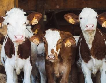 Découvrez la ferme des animaux !	