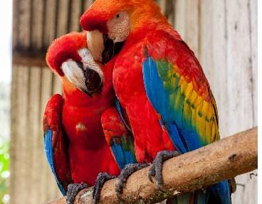 Visitez le jardin zoologique tropical	