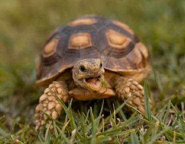 Le village des tortues