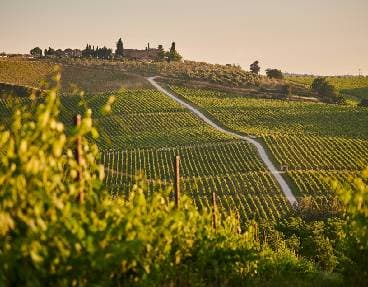 Petit train des vignobles