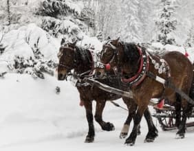 Balade à cheval dans la neige 