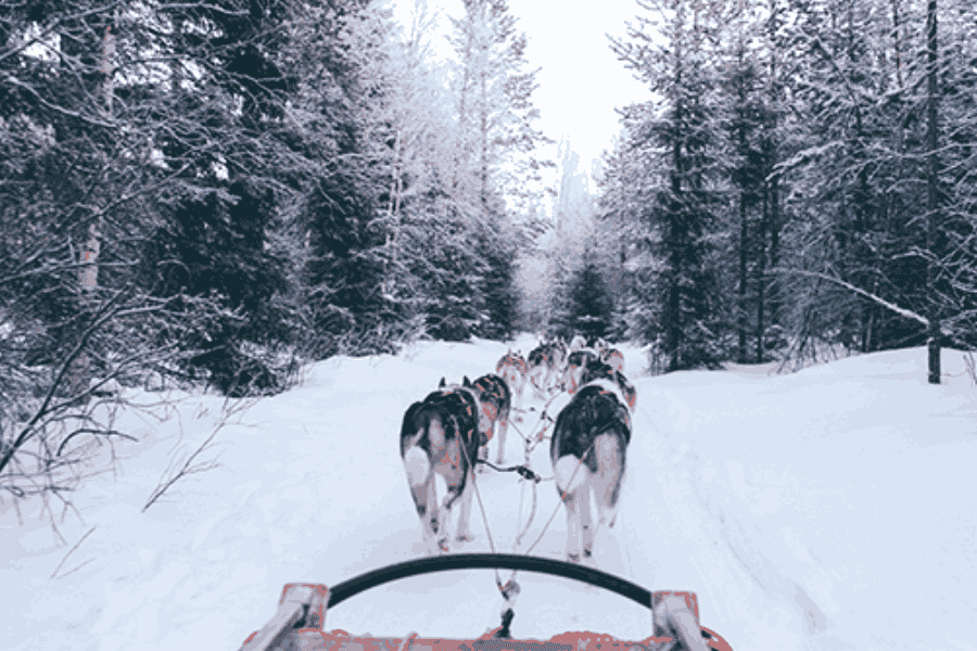 Dog sledding