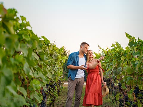 Balades dans les vignes