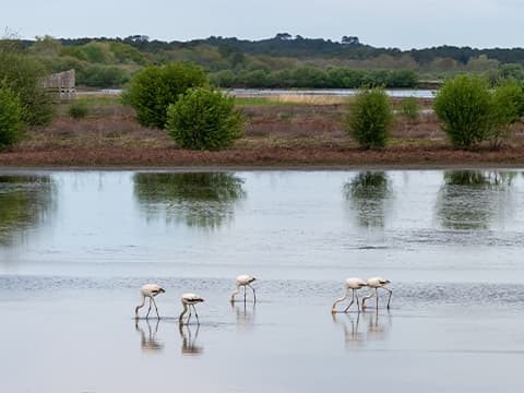 La réserve du Marais d'Orx
