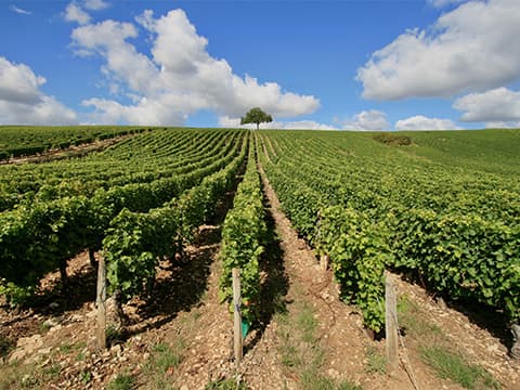 Le vignoble de Gaillac