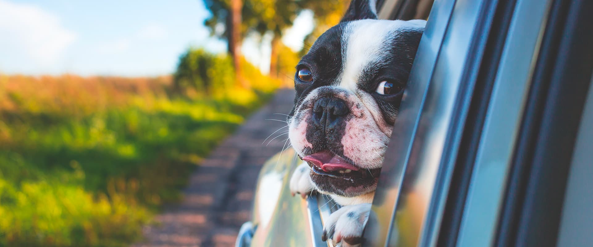 Location vacances chien et chat