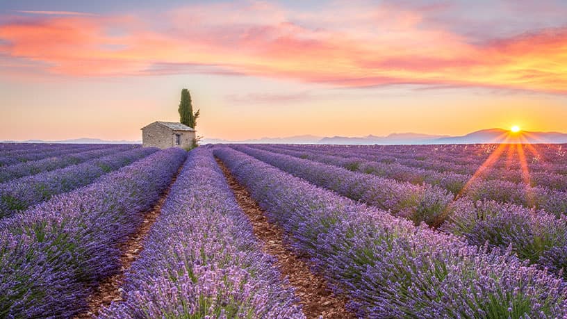 champ de lavande coucher de soleil