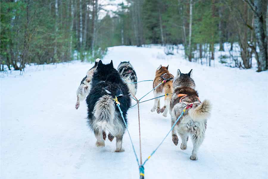 Chiens de traineau