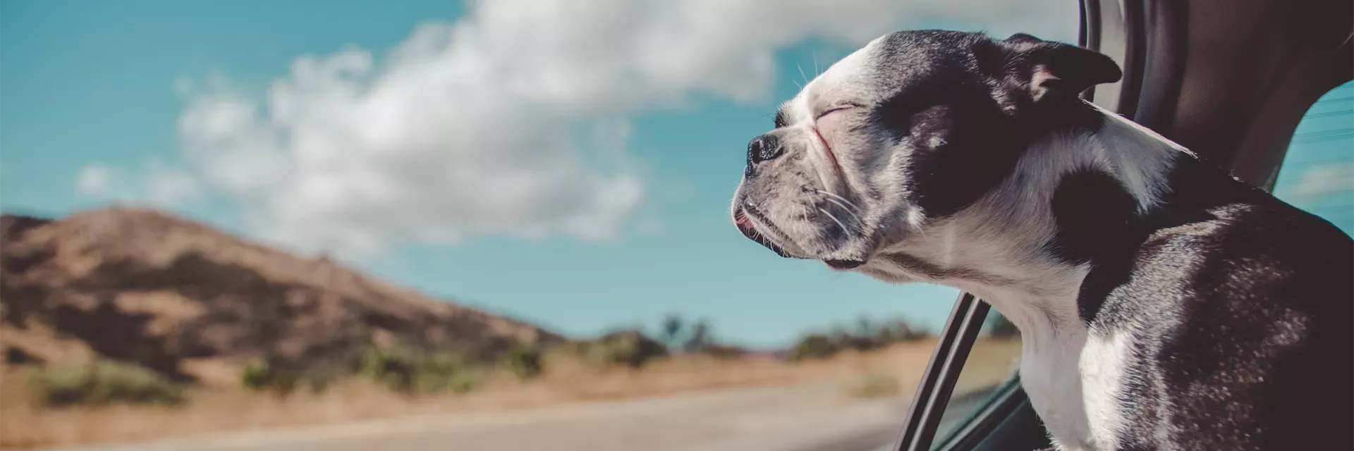 Votre location de vacances avec chien en France