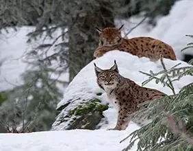 Lynx