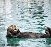 Idées d'une semaine de vacances type à Saint-Nic - ©oceanopolisbrest