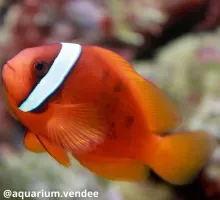 Idées d'une semaine de vacances type aux Sables-d'Olonne - Ⓒaquarium.vendee