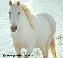 Idées d'une semaine de vacances type au Pont du Gard - ©camarguedecouverte